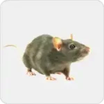 Rat